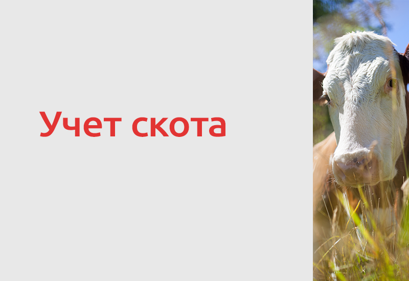 Россельхознадзор выявил нарушения учета скота через «Меркурий» и «Хорриот»
